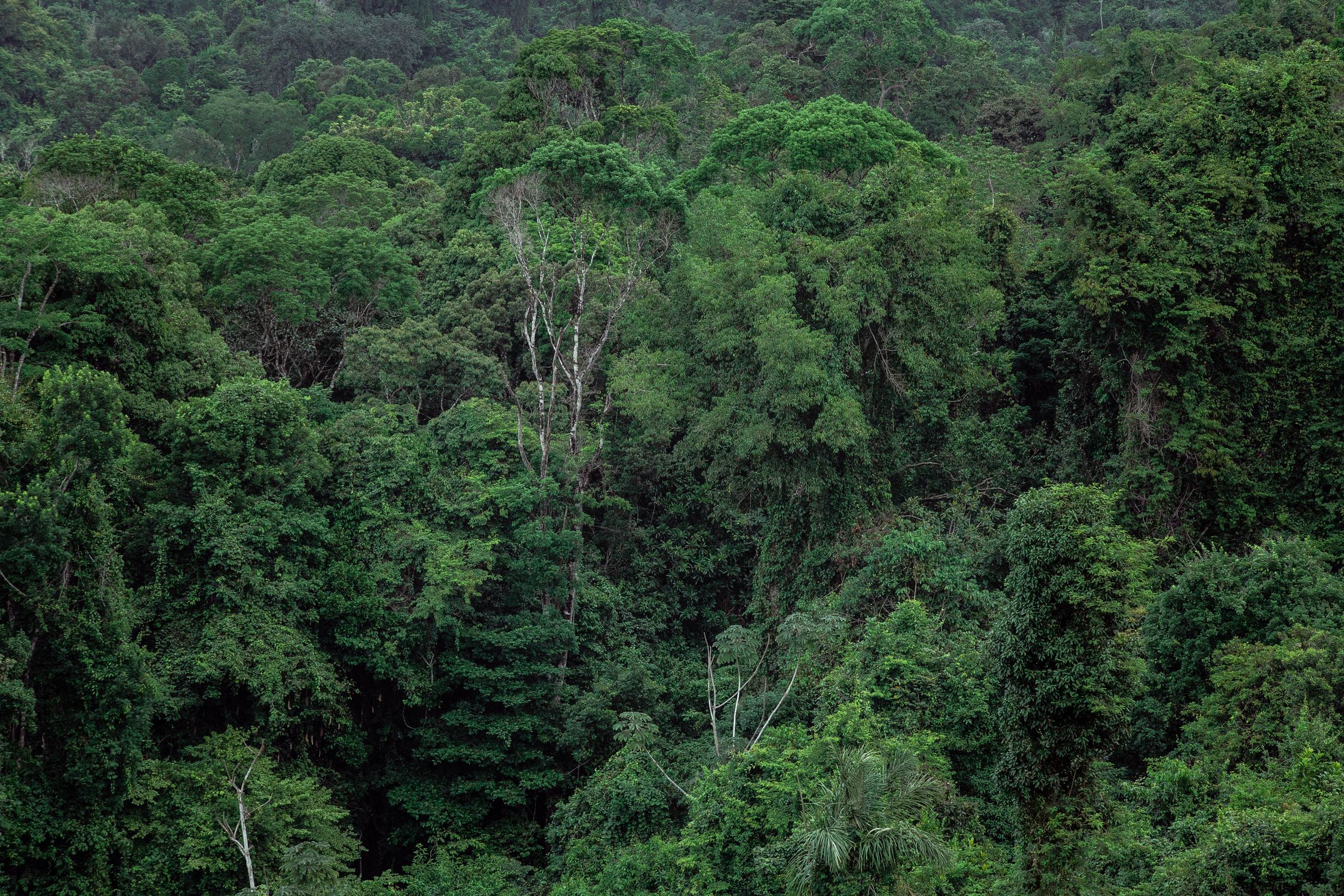 Aerial view of dense tropical Amazon rainforest canopy with vibrant green foliage